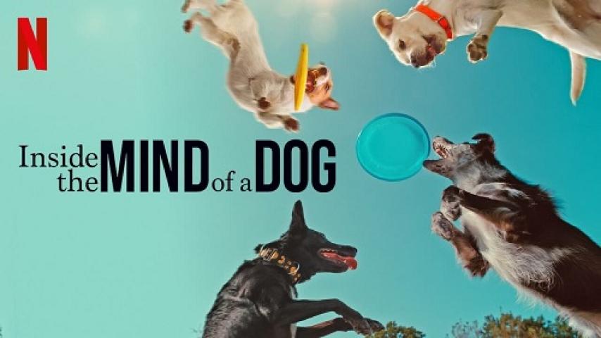 مشاهدة فيلم Inside the Mind of a Dog 2024 مترجم ماي سيما